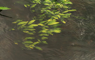 Anubias barteri and Bolbitis heudelotii, still submerged at the end of the dry season, Kribi, Cameroun