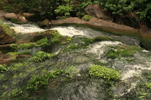 Anubias barteri, Bolbitis heudelotii and Floscopa sp. in their rheophytic habitat, Kribi, Cameroun