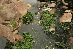 Anubias barteri, Crinum natans and Floscopa sp. as rheophytes, Kribi, Cameroun