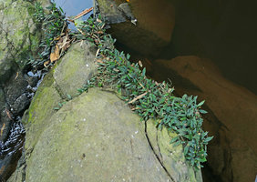 Anubias barteri on rocks in its rheophytic habitat, Kribi, Cameroun