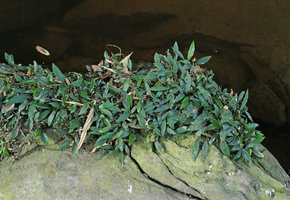 Anubias barteri, vegetative clump on rocks in its rheophytic habitat, Kribi, Cameroun