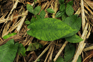 Anubias gilletii, a form with maculated leaves, Lohendje, Cameroun