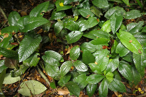 Anubias gilletii and Costus ligularis in swampy low grounds of forest understory, Kribi, Cameroun