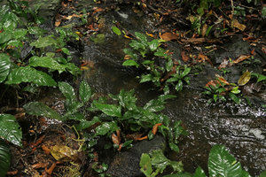 Anubias gilletii as a rheophyte on rocks in forest stream, Kribi, Cameroun
