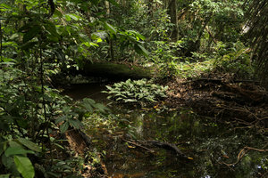 Anubias gilletii, a vegetative clump in a forest stream, Lohendje, Cameroun