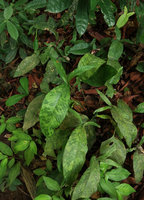 Anubias gilletii, maculate leaf form, Kribi, Cameroun