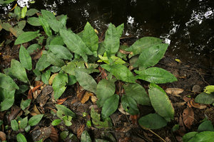Anubias gilletii on forest river banks, Lohendje, Cameroun