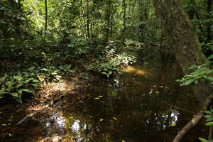 Anubias gilletii, population along forest river banks, Lohendje, Cameroun