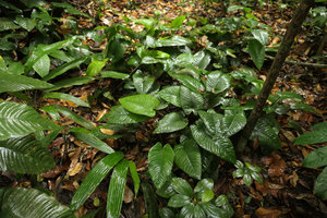 Anubias gilletii with Dracaena aubryana and Costus ligularis in swampy low grounds of forest understory, Kribi, Cameroun