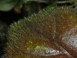 Aphelandra maculata, erect transparent multicellular hairs on adaxial leaf surface, probably acting like optic fibers, Yasuni NP, Ecuador.