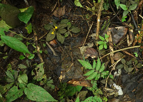 Aphelandra maculata flowering on forest floor with Biophytum soukupii, ferns and Piper seedling, Yasuni NP, Ecuador.