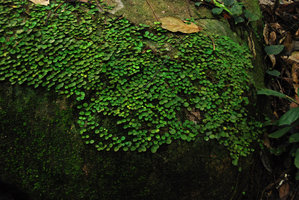 Micrechites serpyllifolius, highly branched juvenile shingle individual carpetting a rock, Tioman, Malaysia