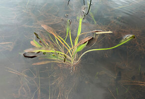 Aponogeton jacobsenii partly uprooted by animals in a shallow pond,  Horton Plains, Sri Lanka