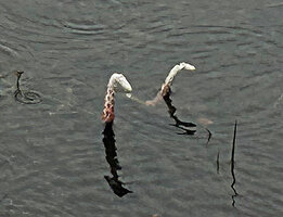 Aponogeton jacobsenii, spikes, Horton Plains, Sri Lanka