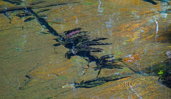 Aponogeton rigidifolius, brown leaf form, population in cracks of the submerged rock slab in fast flowing forest stream, Sinharaja, Sri Lanka