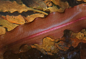 Aponogeton rigidifolius, detail of leaf venation, Sinharaja, Sri Lanka