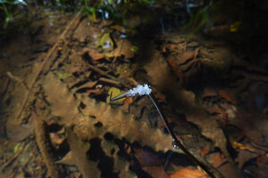 Aponogeton rigidifolius, inflorescence emerging of water surface, Sinharaja, Sri Lanka