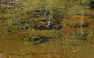 Aponogeton rigidifolius in forest stream bed, Sinharaja, Sri Lanka