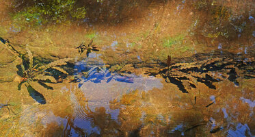 Aponogeton rigidifolius, population installed along a rock fissure, visited by the fish Aplocheilus werneri, Sinharaja, Sri Lanka