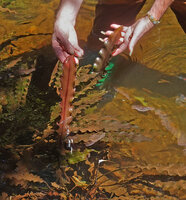 Aponogeton rigidifolius, translucent pinkish brown young leaves, Sinharaja, Sri Lanka