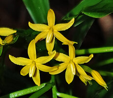 Apostasia wallichii, flowers with six almost equal tepals, Mt Silam, Lahad Datu, Sabah, Borneo