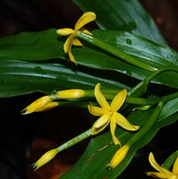 Apostasia wallichii, flowers with six similar tepals and inferior ovary acting like the flower peduncle, this primitive Orchid sharing this type of ovary with Onagraceae in Dicots, Mt Silam, Lahad Datu, Sabah, Borneo