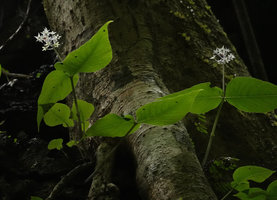 Argostemma diversifolium, annual stems issued from a basal tuber fixed in limestone cracks, the fleshy stem producing two long internodes, a pair of leaves and a terminal inflorescence, Tham Thong Lang, Phang Nga, Thailand