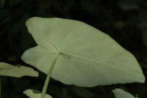 Colocasia cf. menglaensis, glaucous thick silky lower leaf surface, Putao, Kachin, Myanmar