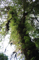 Araiostegia faberiana (syn. Davallia perdurans), green and withering fronds in late november, Doi Inthanon NP, 2500 m asl, Thailand