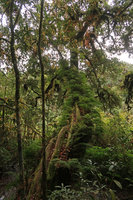 Araiostegia faberiana (syn. Davallia perdurans) on mossy tree trunk,Doi Inthanon NP, 2500 m asl, Thailand
