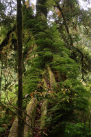 Araiostegia faberiana (syn. Davallia perdurans) on mossy tree trunk, fronds still green in late november, Doi Inthanon NP, 2500 m asl, Thailand