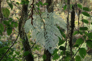 Araiostegia faberiana (syn. Davallia perdurans), withering frond in late november, Doi Inthanon NP, 2500 m asl, Thailand