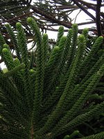 Araucaria humboldtensis cultivated in the Blue Mountains Botanic Garden, Mount Tomah, NSW, Australia