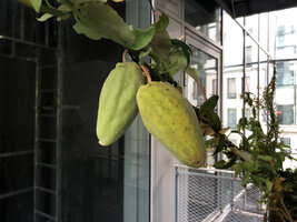 Araujia sericofera climbing on a terrasse, DWS Rebuffat, Paris