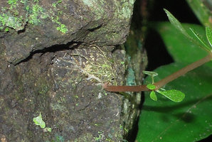 Argostemma lobbii, seasonal monsoon fleshy stem, the hydrostatic skeleton of the plant, emerging from a flat small tuber adhering to the rock surface, the seasonal roots covering the rock, Khao Yai NP, Thailand