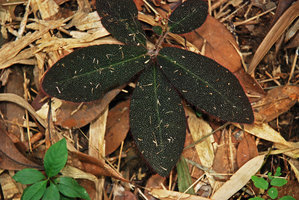 Ardisia mamillata, brown bullate hairy leaves, Tai Mo Shan, Hong Kong