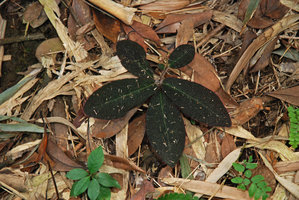 Ardisia mamillata, brown bullate leaves, Tai Mo Shan, Hong Kong