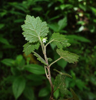 Ardisiandra wettsteinii in forest understory, Amani, East Usambara, Tanzania