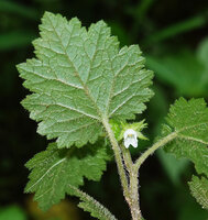 Ardisiandra wettsteinii, leaf and flower, Amani, East Usambara, Tanzania