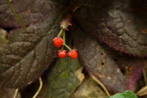 Ardisia primulifolia, bright red drupaceous fruit and brown leaves, the Peak, Hong Kong