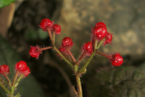 Ardisia primulifolia, bright red drupaceous fruits, Victoria Peak, Hong Kong