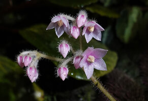 Ardisia primulifolia, flowers at anthesis, hairy peduncles and sepals, glabrous petals, Victoria Peak, Hong Kong