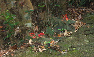 Ardisia primulifolia, fruiting individuals in december, the Peak, Hong Kong