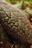 Ardisia primulifolia, leaf of brown form with  translucent multicellular reddish hairs, the Peak, Hong Kong