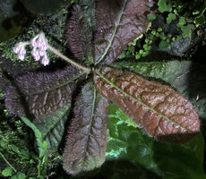 Ardisia primulifolia, leaves and immature inflorescence, Victoria Peak, Hong Kong