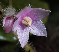 Ardisia primulifolia, one flower at anthesis, Victoria Peak, Hong Kong