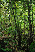 Arenga disticha, base stipe, Hinboun, Laos