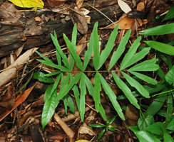 Arenga disticha, leaf of juvenile individual, Hinboun, Laos