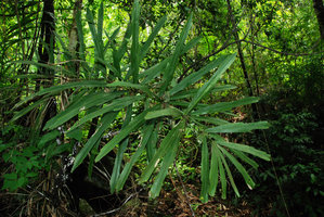 Arenga disticha, verticillate leaflets, Hinboun, Laos