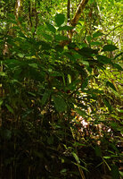 Arenga hastata, leaves, Deramakot FR, Sabah, Borneo